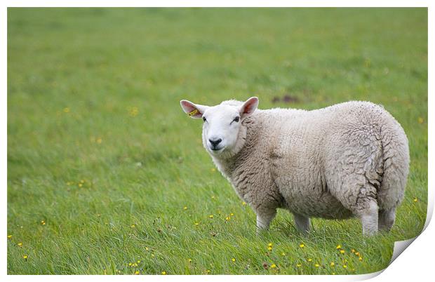 Sheep in field Print by Lloyd Fudge