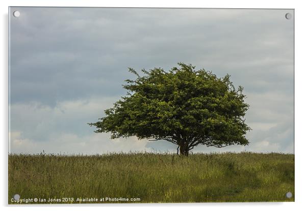 Single tree in a field Acrylic by Ian Jones