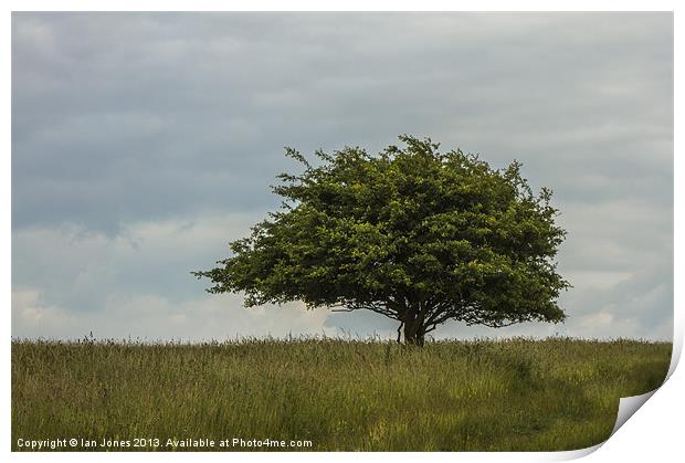 Single tree in a field Print by Ian Jones