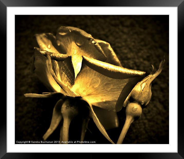 Golden Rose Framed Mounted Print by Sandra Buchanan