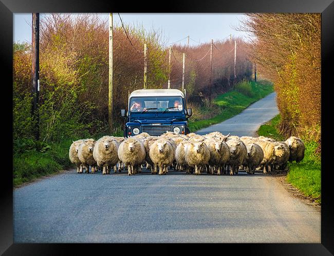 Exmoor Sheep Herding Framed Print by Dave Webb