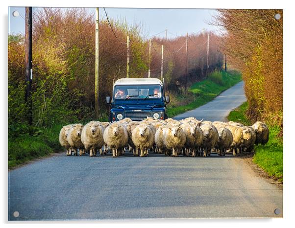 Exmoor Sheep Herding Acrylic by Dave Webb