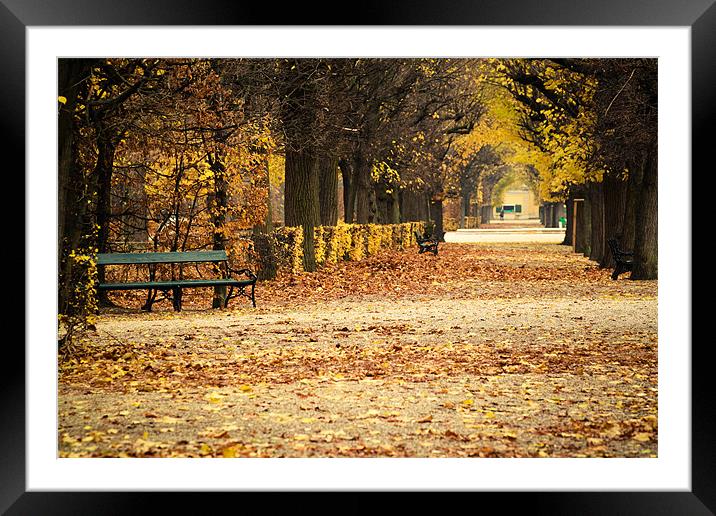 Autumn alley Framed Mounted Print by Andrey Glaz