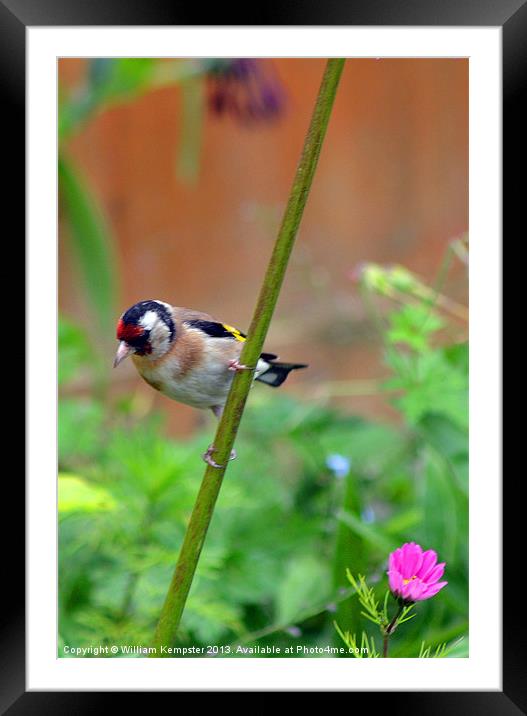 Goldfinch Framed Mounted Print by William Kempster