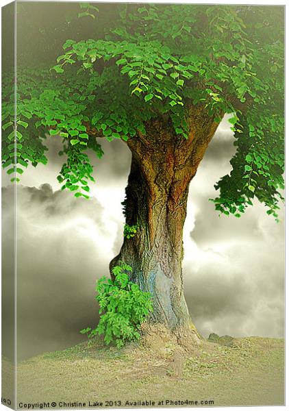 Lonely Tree Canvas Print by Christine Lake