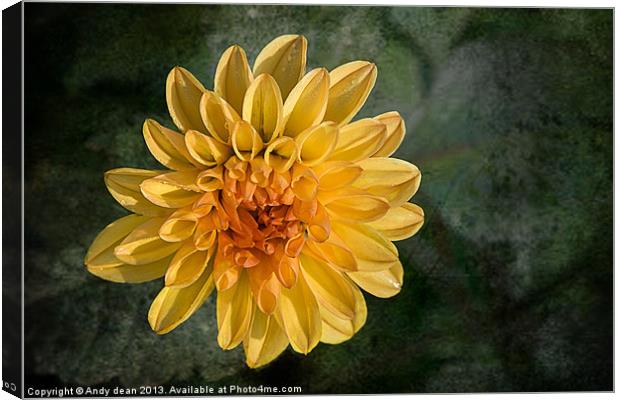 Lone Dahlia Canvas Print by Andy dean