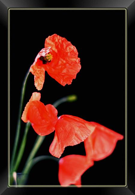 Poppy!! Framed Print by Nadeesha Jayamanne