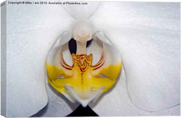 White Orchid Canvas Print by Thanet Photos
