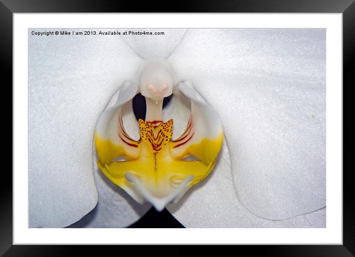 White Orchid Framed Mounted Print by Thanet Photos