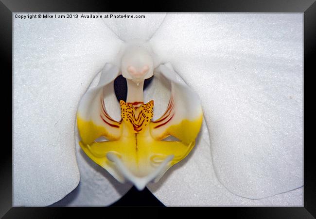 White Orchid Framed Print by Thanet Photos