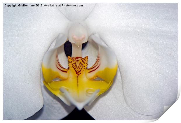 White Orchid Print by Thanet Photos