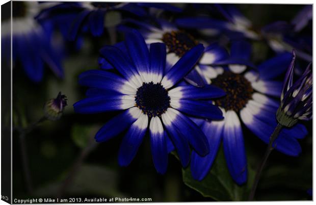 Blue daisy Canvas Print by Thanet Photos