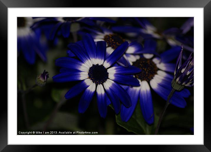 Blue daisy Framed Mounted Print by Thanet Photos