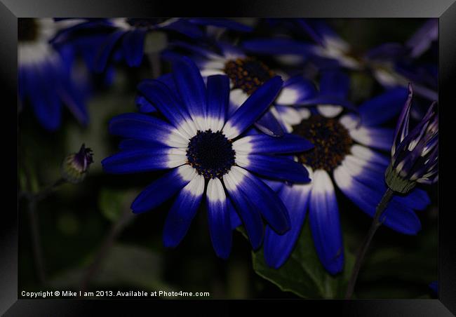 Blue daisy Framed Print by Thanet Photos