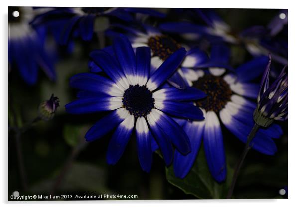 Blue daisy Acrylic by Thanet Photos