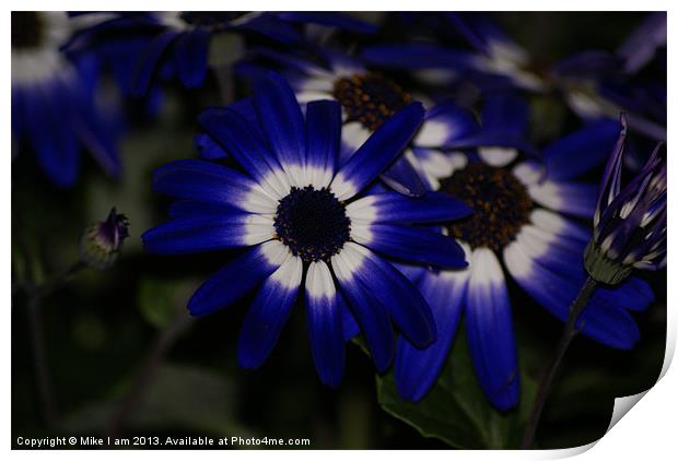 Blue daisy Print by Thanet Photos