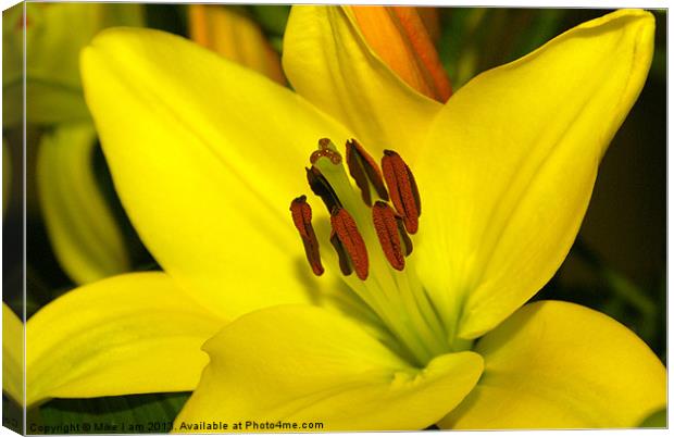Yellow Lily Canvas Print by Thanet Photos