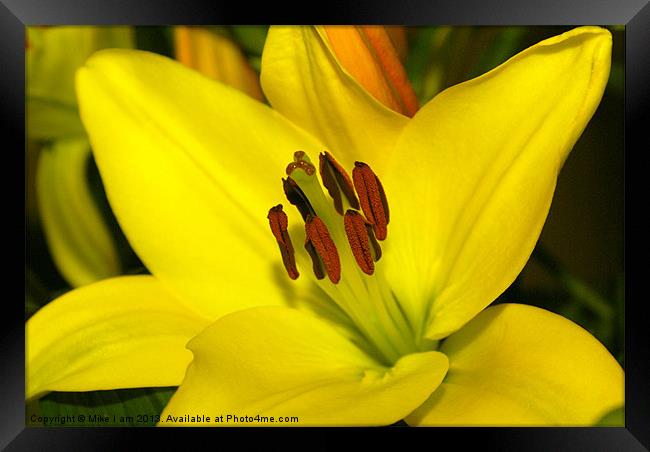 Yellow Lily Framed Print by Thanet Photos