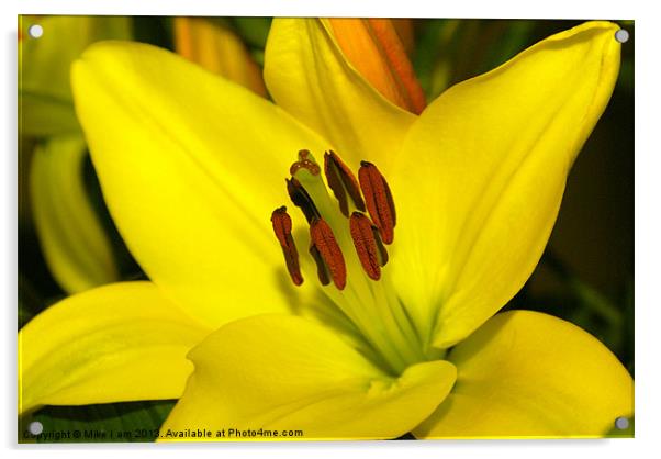 Yellow Lily Acrylic by Thanet Photos