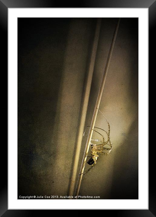 Stretch Spider Framed Mounted Print by Julie Coe