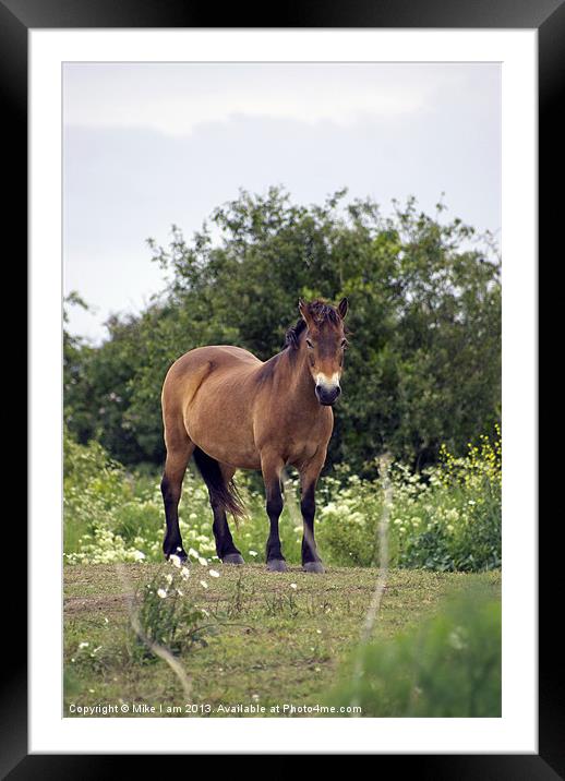 Konic pony Framed Mounted Print by Thanet Photos