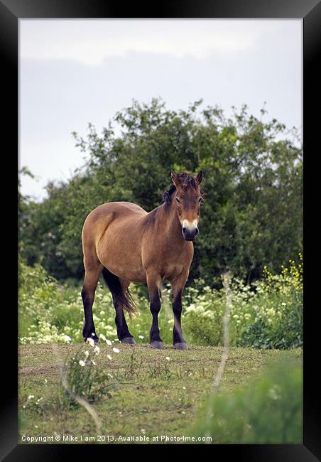 Konic pony Framed Print by Thanet Photos