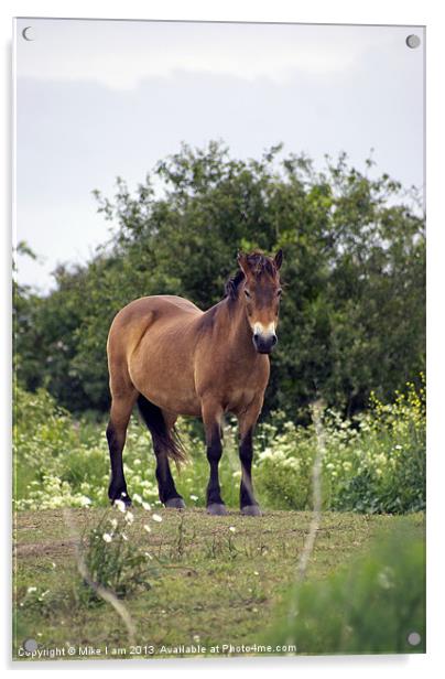 Konic pony Acrylic by Thanet Photos