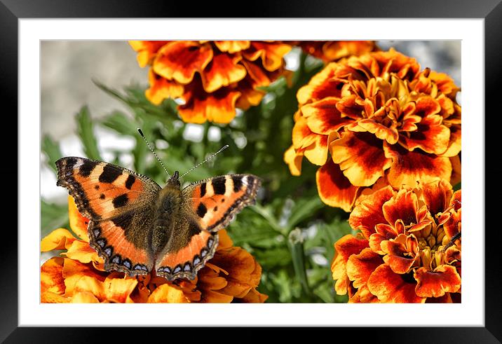 Colour coded butterfly ! Framed Mounted Print by Mike Jennings