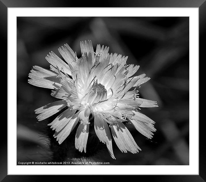 Wild at heart B/W Framed Mounted Print by michelle whitebrook