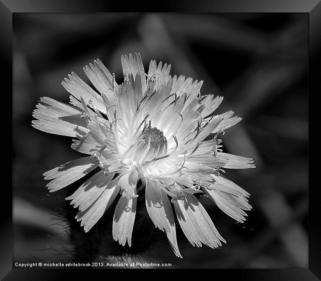 Wild at heart B/W Framed Print by michelle whitebrook