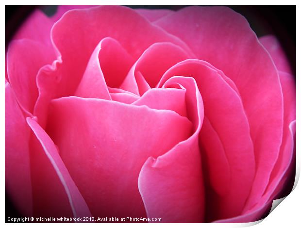 Sweet Rose Print by michelle whitebrook