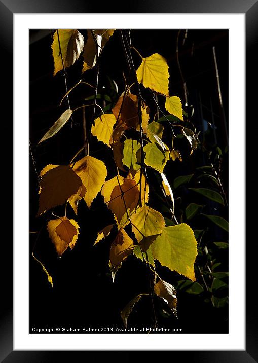 Autumn Leaves Framed Mounted Print by Graham Palmer