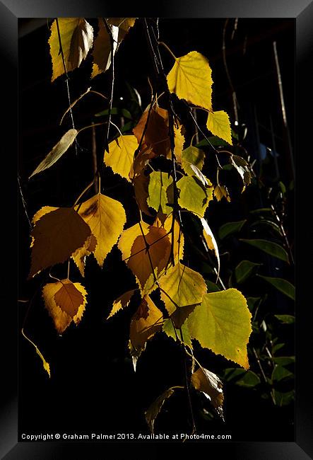 Autumn Leaves Framed Print by Graham Palmer