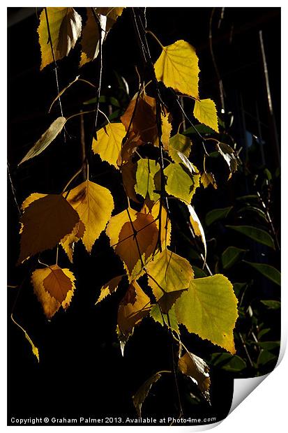 Autumn Leaves Print by Graham Palmer