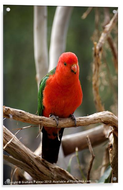 King Parrot Acrylic by Graham Palmer