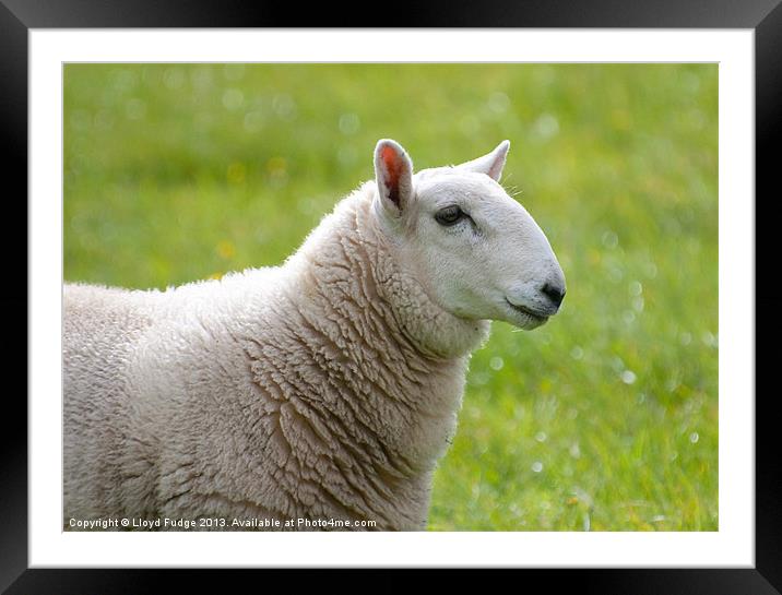 profile of sheep Framed Mounted Print by Lloyd Fudge
