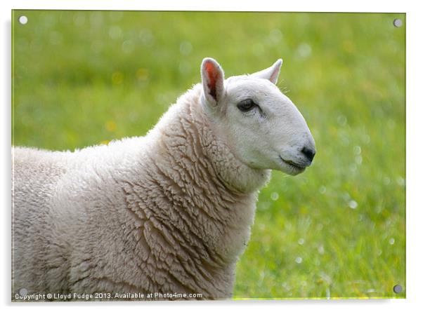 profile of sheep Acrylic by Lloyd Fudge