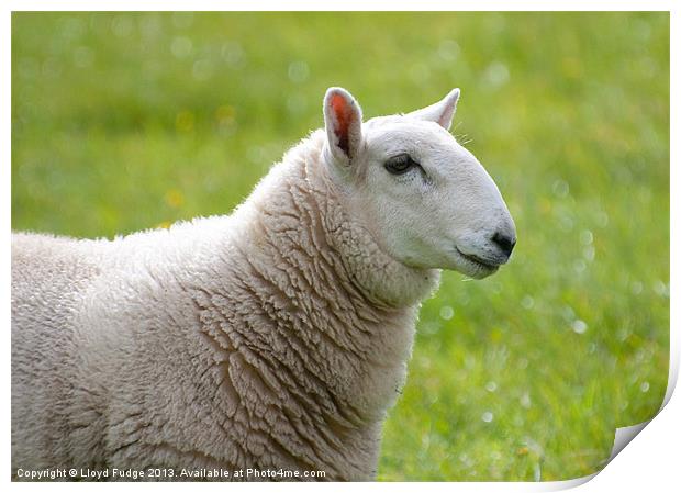 profile of sheep Print by Lloyd Fudge