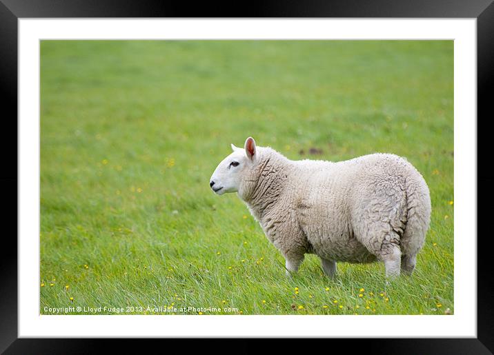sheep standing in field Framed Mounted Print by Lloyd Fudge