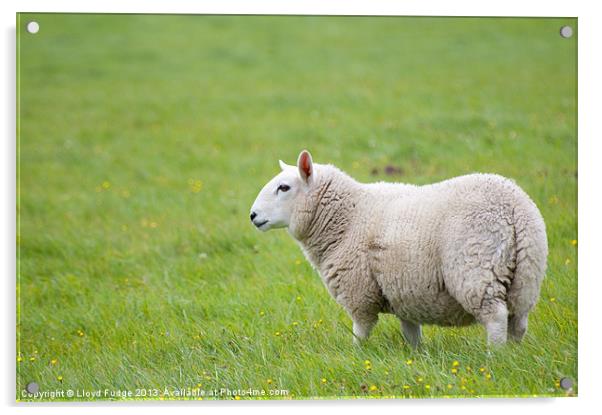 sheep standing in field Acrylic by Lloyd Fudge