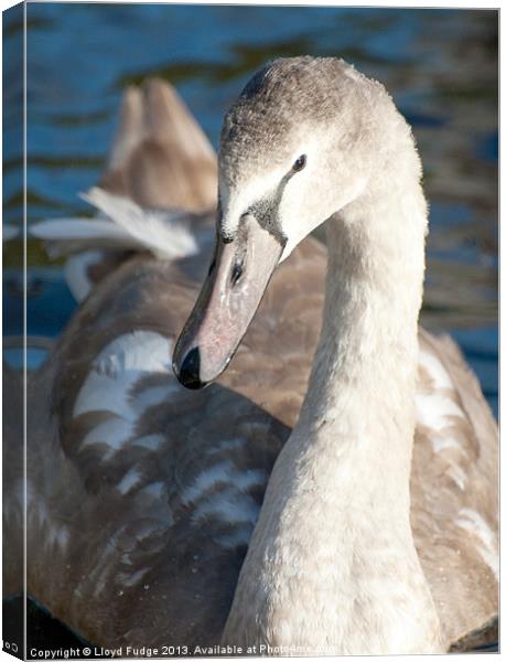 young cygnet on water Canvas Print by Lloyd Fudge