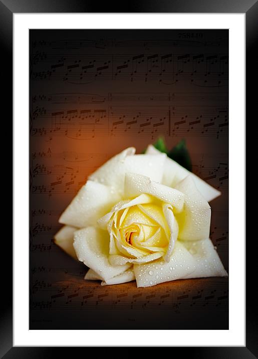 White Rose Framed Mounted Print by Mark Llewellyn