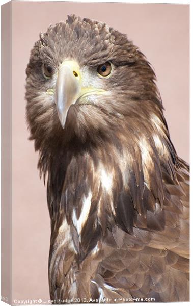 Large scottish sea eagle Canvas Print by Lloyd Fudge