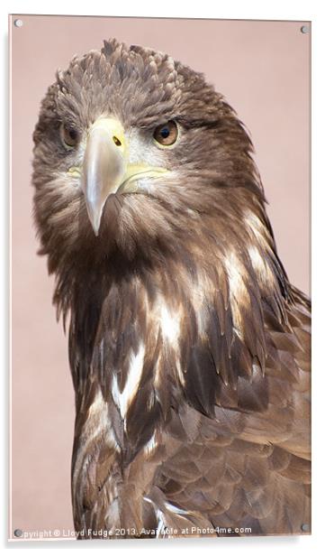 Large scottish sea eagle Acrylic by Lloyd Fudge