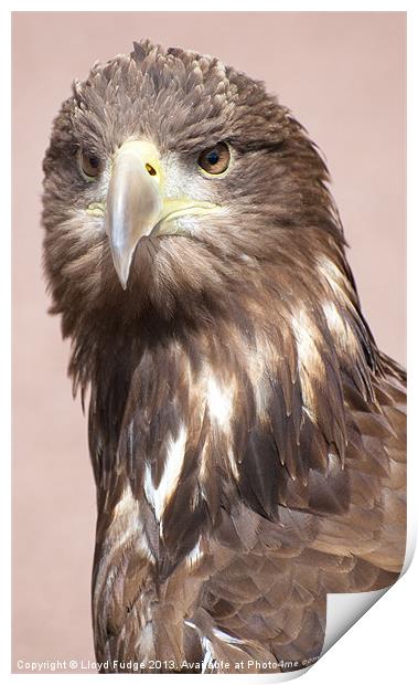 Large scottish sea eagle Print by Lloyd Fudge