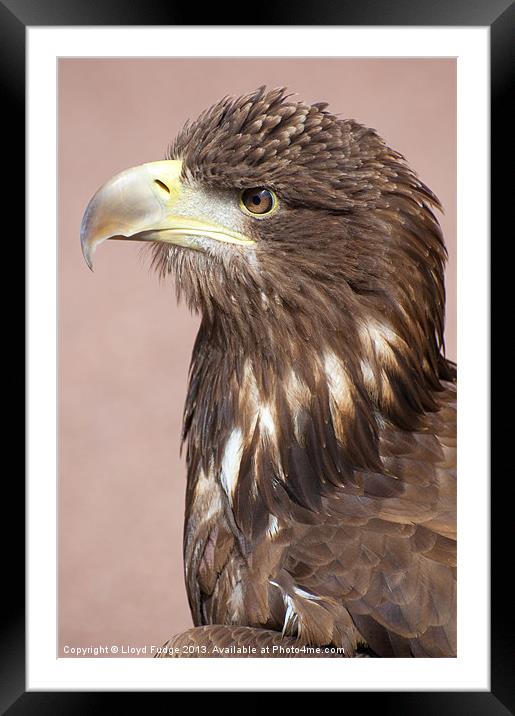 profile of sea eagle Framed Mounted Print by Lloyd Fudge