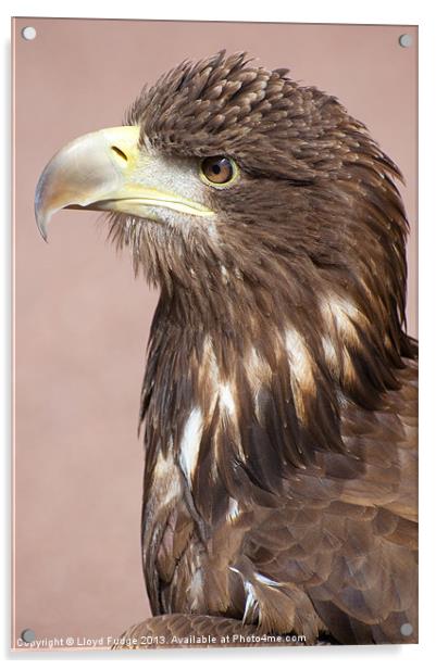 profile of sea eagle Acrylic by Lloyd Fudge