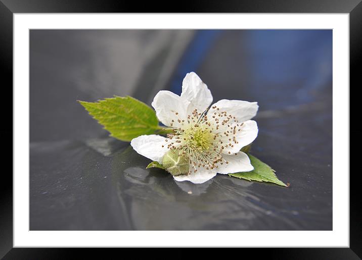 blackberry blossom Framed Mounted Print by sue davies