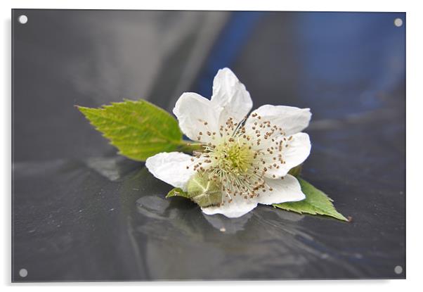 blackberry blossom Acrylic by sue davies