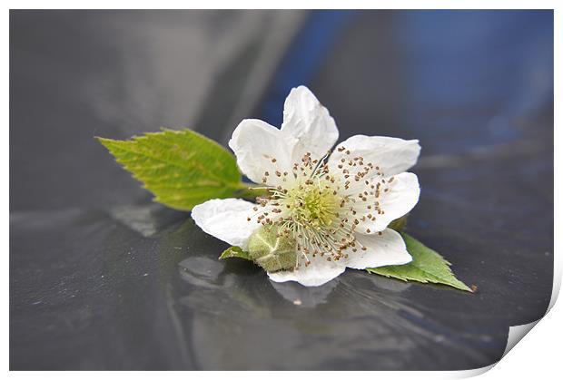 blackberry blossom Print by sue davies